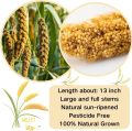 Bird Seed Parakeet Food - 500gm  Vacuum Sealed Millet Treat for Birds Parakeets Natural Sun-Dried Birds Millet for Cockatiel Budgie Finches Parrots. 