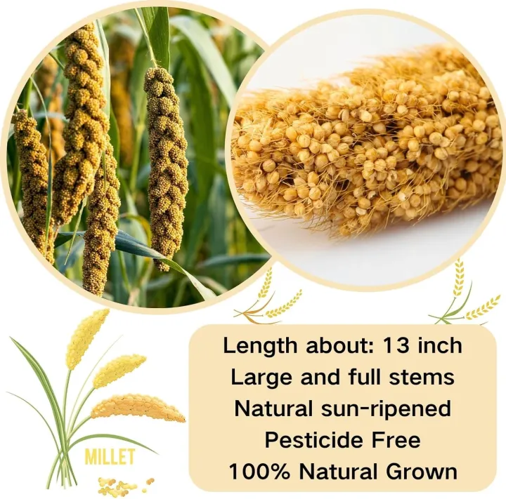 Bird%20Seed%20Parakeet%20Food%20-%20500gm%20%20Vacuum%20Sealed%20Millet%20Treat%20for%20Birds%20Parakeets%20Natural%20Sun-Dried%20Birds%20Millet%20for%20Cockatiel%20Budgie%20Finches%20Parrots%20-%20Image%204