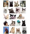 20+ Funny Cat Meme Stickers Pack, Digital Funny Cat Memes, Viral Funny Cats, Laptop Stickers, Mobile Stickers, Decals - JangoMango Store. 