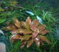 Ludwigia Repens Rubin - Aquarium. 