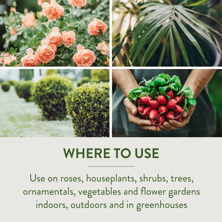 Neem%20Oil%20Spray%20for%20Plants%20-%20Miticide%203%20in%201%20-%20Pure%20organic%20for%20kitchen%20gardening%C2%A0-%C2%A0Moji%C2%A0Mall%20-%20Image%204