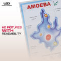 Structure and Classification Of Amoeba Wall Poster |  Unicellular Organism Amoeba Diagram Wall Chart | HD Picture presentation on 200-gram Card 20*30 inches. 