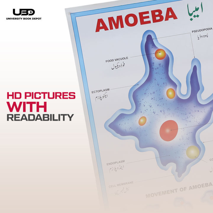 Structure%20and%20Classification%20Of%20Amoeba%20Wall%20Poster%20%7C%20%20Unicellular%20Organism%20Amoeba%20Diagram%20Wall%20Chart%20%7C%20HD%20Picture%20presentation%20on%20200-gram%20Card%2020*30%20inches%20-%20Image%206