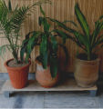 Modern and Stylish Flower Pot Stand -Wooden- with water resistant coating. 