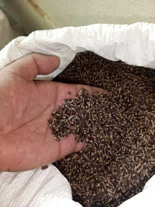 Organic%20Black%20Wheat%20Flour%20Imported%20Atta%20454%20gram%20-%20Image%206