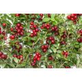 Cowberry Leaf (Vaccinium vitis-idaea L.)  100GM. 