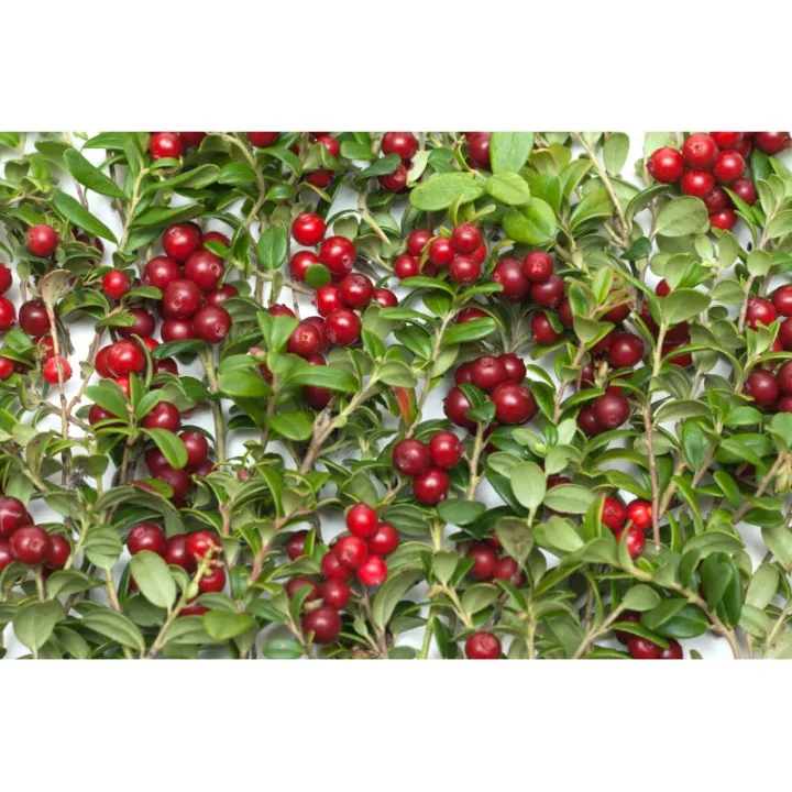 Cowberry%20Leaf%20(Vaccinium%20vitis-idaea%20L.)%20%20100GM%20-%20Image%202