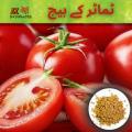 Tomato Seeds (Tmater Ke Beej)(ٹماٹر کے بیج)Hybrid/Germinated/Best Quality/Fast growing/Excellent Germination/High Quality/Healthy Vegetable Seeds/Vegetable/Home/Kitchen/Gardening seeds/beej/Vegetables Seeds Packet. 
