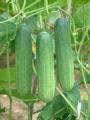 50Pcs Cucumber plants Seeds. 