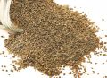 Ajwain / Carom seeds 250 gram. 