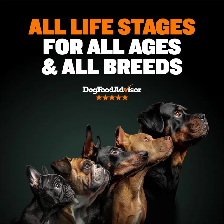 Bully%20Max%20High%20Performance%20Premium%20Dry%20Dog%20Food%20for%20All%20Ages%20-%20High%20Protein%20Natural%20Puppy%20Food%20for%20Small%20&%20Large%20Breed%20Puppies%20&%20Adult%20Dogs,%20buy%205kg%20-%20Image%203