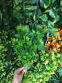Artificial Mini Grass Leaves Plant Bunch Artificial Green Bunch Artificial Filler Leaves Green Bunch. 