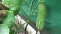 20+ Cucumber Desi Kheera Kitchen Gardening Vegetable Seeds. 