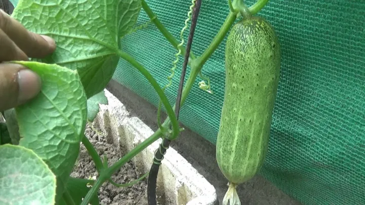 20+%20Cucumber%20Desi%20Kheera%20Kitchen%20Gardening%20Vegetable%20Seeds%20-%20Image%204