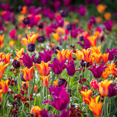 tulip bulbs Different colours