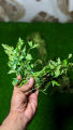 Premium Quality Curry Leaves Fresh (Kadi Patta) Best Quality Kurry Patta In Very Low Price Curry leaf. 