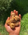 Premium Akhrot Girri VIP – Natural Walnut Kernels by Awami Dry Fruit Wholesale Merchant Jhelum – 100% Pure, Fresh & Crunchy – Rich in Omega-3 & Protein – Best Dry Fruit for Brain, Heart & Health – 500gm. 