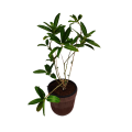 Day Blooming Jasmine Plant (Cestrum Diurnum) |Best For Seed, Home, Garden|. 