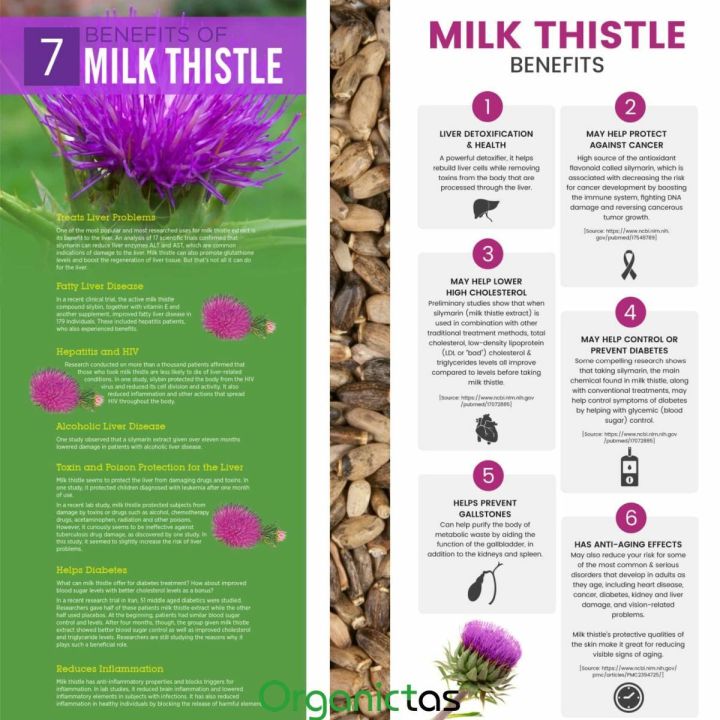 MILK%20THISTLE%20SEEDS%20-%20Organic%20for%20Tea%20Silybum%20Marianum%20Natural%20Detox%20100g%20-%20Image%208