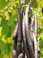 املتاس - Golden Rain Tree - Amaltas /Ambaltas - 100 Grams. 