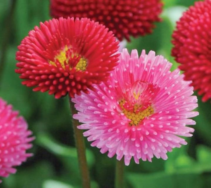 Seeds  - Bellis Perennis Pomponette Daisy Mix Seeds - Home Kitchen Gardening Flower Seeds