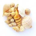 Pack of 8 Sea Snail Shells - Fish Aquarium Decoration Random Shapes & Size. 