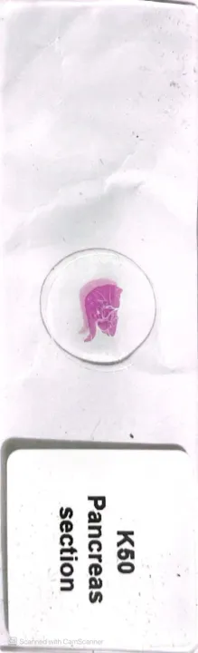 Pancreas%20Section%20(Mammal)%20-%20Prepared%20Microscope%20Slide%20-%2075x25mm%20-%20Image%202