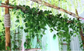 Green Artificial Wall Hanging Money Plant 7 Ft Long. 