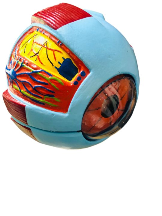 Human Eye Model