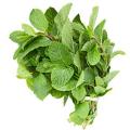 Mint seeds imported herb seeds 30+seeds BY HK DEALER. 