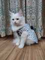 Polka Dot Pet Frock - Medium. 