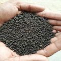 Zink Coted Urea | Zabardast Urea Fertilizer (Nitrogen 42% + Zinc 1%). 