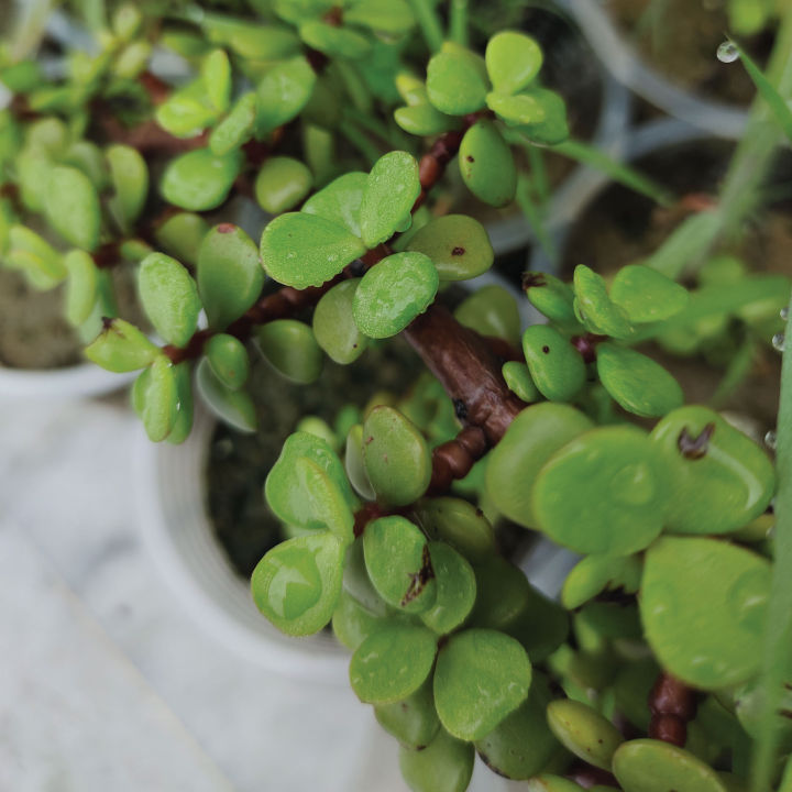 Elephant%20Bush%20Jade%20Live%20Plant%20-%20Drought%20Tolerant%20Succulent%20for%20Garden%20&%20Home%20Decor%20-%20Image%203