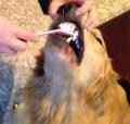 01 Piece Cat Doggy Pet Toothbrush Grooming Dental Cleaning Pets Dog Dogs Tooth Brush 22cm - PS310 - PS-GR. 