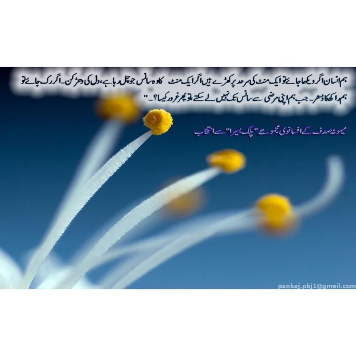 Pallak%20Basaira%20-%20Image%204