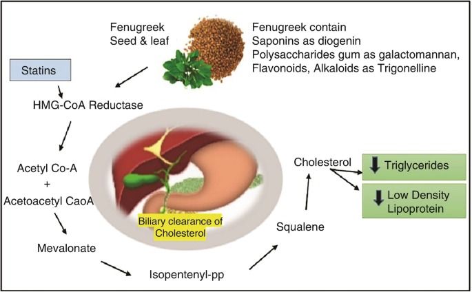 Natural%20Fine%20Seeds%20320%20V_eg%20/%20Caps%20-%20Image%205