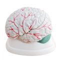 Human Anatomy Brain Model 3 parts | Brain Teaching Model | Anatomy Model. 