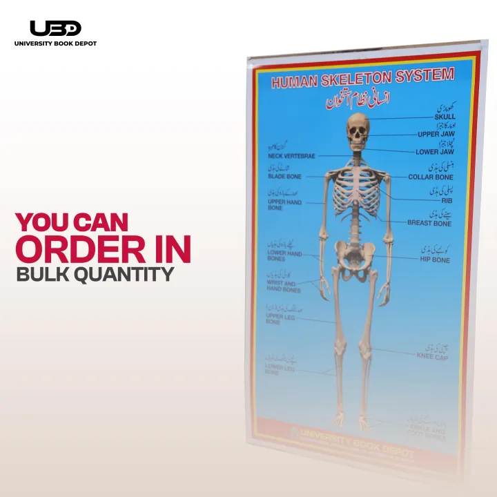 Human%20Skeleton%20System%20Wall%20Chart%20%7C%20HD%20Picture%20Presentation%20on%20200%20grams%20Laminated%20Card%2023*36%20inches%20-%20Image%208
