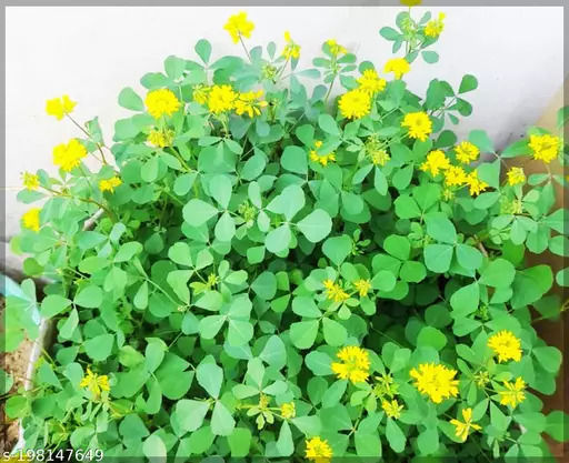 %C3%99%E2%80%9A%C3%98%C2%B5%C3%99%CB%86%C3%98%C2%B1%C3%9B%C5%92%20%C3%99%E2%80%A6%C3%9B%C5%92%C3%98%C2%AA%C3%9A%C2%BE%C3%9B%C5%92%20%C3%9A%C2%A9%C3%9B%E2%80%99%20%C3%98%C2%AF%C3%9B%C5%92%C3%98%C2%B3%C3%9B%C5%92%20%C3%98%C2%A8%C3%9B%C5%92%C3%98%C2%AC%20-%20Image%202