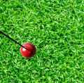Self Practice Swing Ball with Rope - High-Quality Hanging Hard Ball for Bat Stroke. 