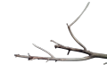 Driftwood for Aquarium Decor Natural Branches for Fish Tank Decorations(BIG SIZE). 