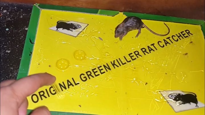 Pack Of 5 Expert Sticky Board Catch Rat Glue Traps - Mice/Rodent/Mouse/Lizard/Spider/Cockroach Professional Strength Glue Trap - Mouse Book - Pest Control