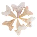 Megalodon Tooth Fossil Shark Teeth Marine Biology Science Teaching Specimen. 