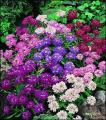 Candytuft flower seeds. 