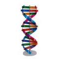DNA Models Double Helix Structure Teaching Toy ABS Double Helix DIY Human Genes for Biological Science. 
