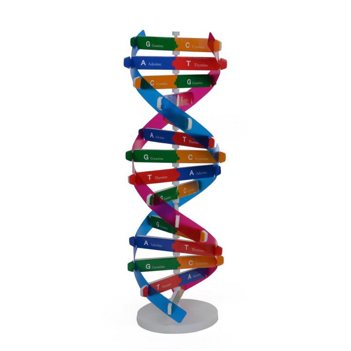 DNA Models Double Helix Structure Teaching Toy ABS Double Helix DIY Human Genes for Biological Science