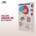 Human Brain Wall Chart for Classroom and School Decoration | HD Pictures Presentation on 200 grams laminated card 23*36 inches. 