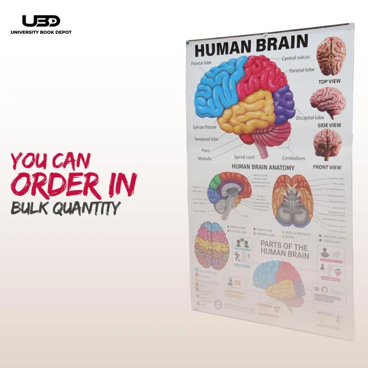 Human%20Brain%20Wall%20Chart%20for%20Classroom%20and%20School%20Decoration%20%7C%20HD%20Pictures%20Presentation%20on%20200%20grams%20laminated%20card%2023*36%20inches%20-%20Image%208