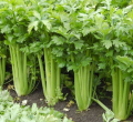 Celery (Ajwain) Vegetables Seeds - Seeds Vegetables Packet - Excellent Germination - Healthy Vegetable. 