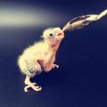 5Pc Baby Bird Pointed Feeding Spoon Stainless Steel Milk  Parrot Feeder. 